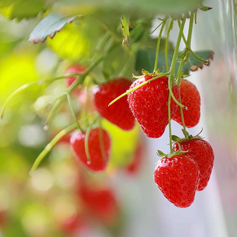 강릉팜,우주딸기 수제 딸기잼100g 딸기함량 82% 맛있는 엄마표 무첨가