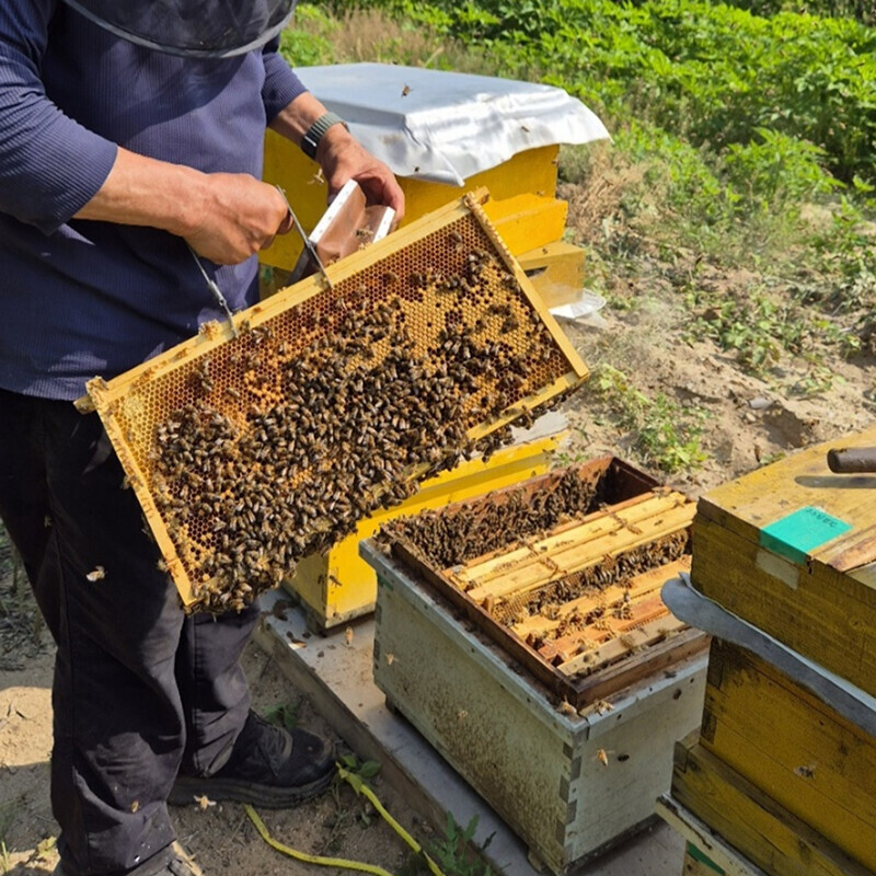 강릉팜,우리들 천연 야생화꿀 2.4kg 100% 자연꿀 천연꿀 잡화꿀 산지직송
