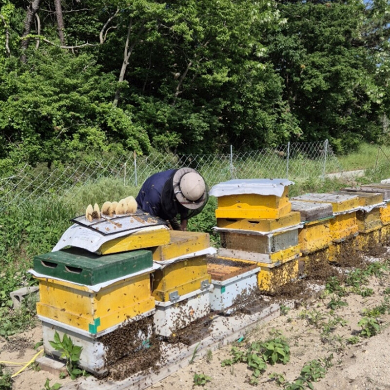 강릉팜,우리들 천연 야생화꿀 2.4kg 100% 자연꿀 천연꿀 잡화꿀 산지직송