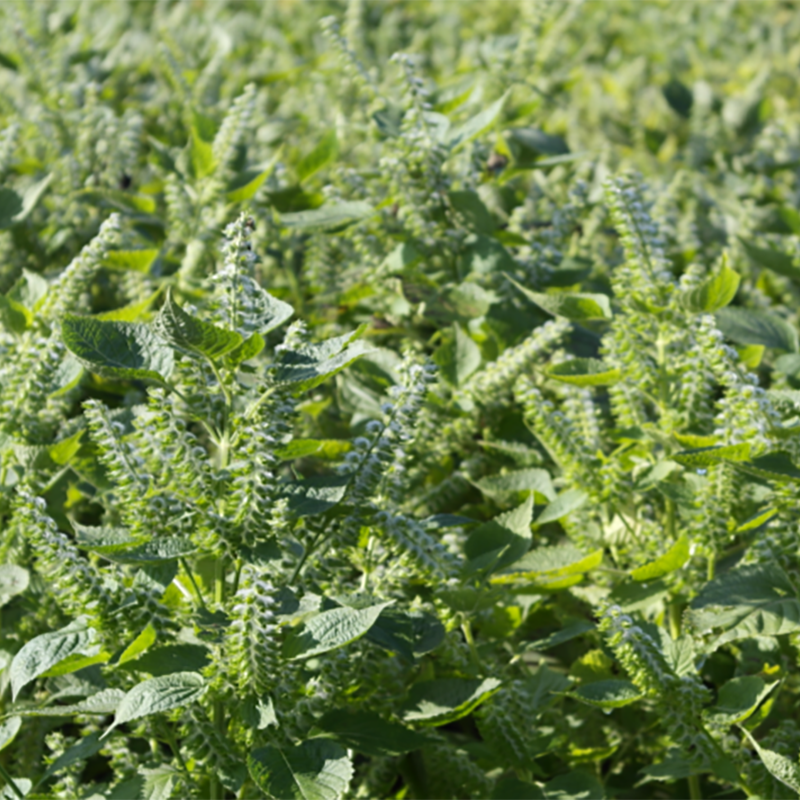 강릉팜,하슬라 들기름 저온압착 강릉 직접 재배 고소한 국내산들기름 300ml