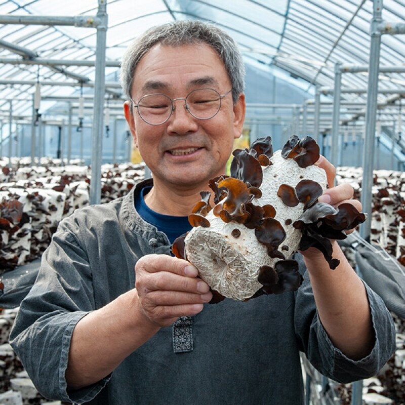 강릉팜,[부연자연애농원]식감좋은 목이버섯 국산 무농약 친환경 건목이버섯 200g 생목이버섯 2Kg