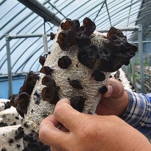 [부연자연애농원]식감좋은 목이버섯 국산 무농약 친환경 건목이버섯 200g 생목이버섯 2Kg