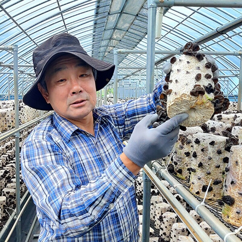 강릉팜,[부연자연애농원]식감좋은 목이버섯 국산 무농약 친환경 건목이버섯 200g 생목이버섯 2Kg