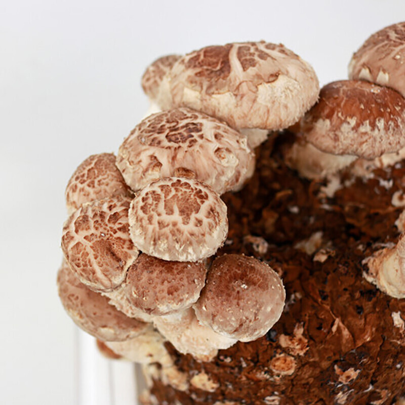 강릉팜,광표고 말린 표고버섯 무농약 친환경 건표고버섯 180g 상품 * 3개