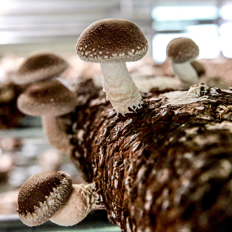 강릉팜,광표고 말린 표고버섯 무농약 친환경 건표고버섯 180g 상품 * 3개