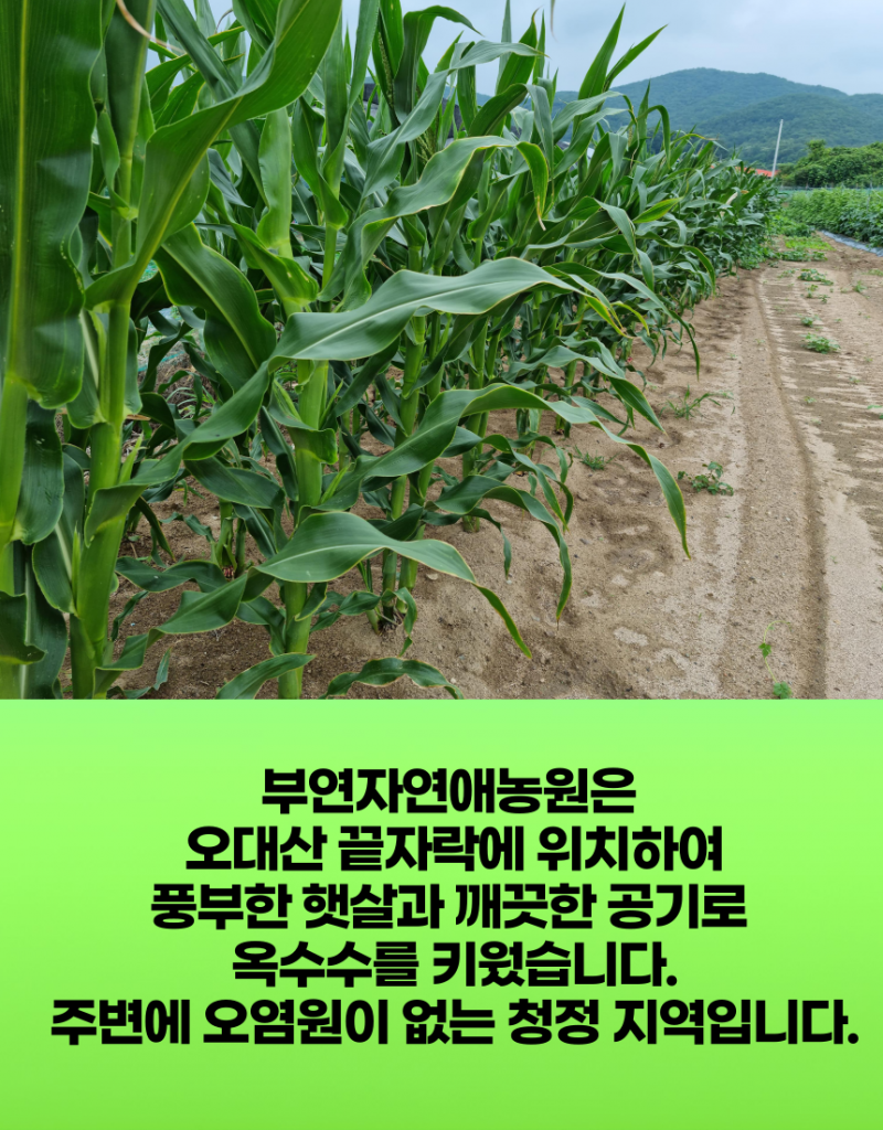 강릉팜,[부연] 강원도 강릉 25년산 찰옥수수쌀 국산 1kg 5kg 거피 깐옥수수알 옥수수범벅 껍질깐 옥수수알갱이