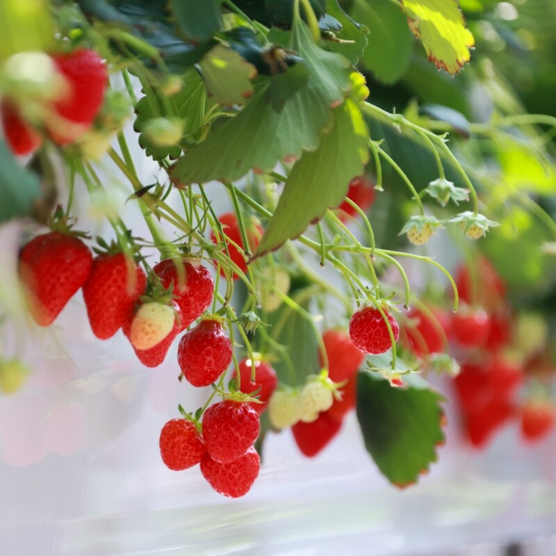 강릉팜,우주[예약판매/2월5일부터 순차배송]농장 직배송 강릉 우주딸기농장 고당도 설향딸기 800g이상x2box(30-35구 랜덤발송) GAP 인증 당일수확 딸기선물세트