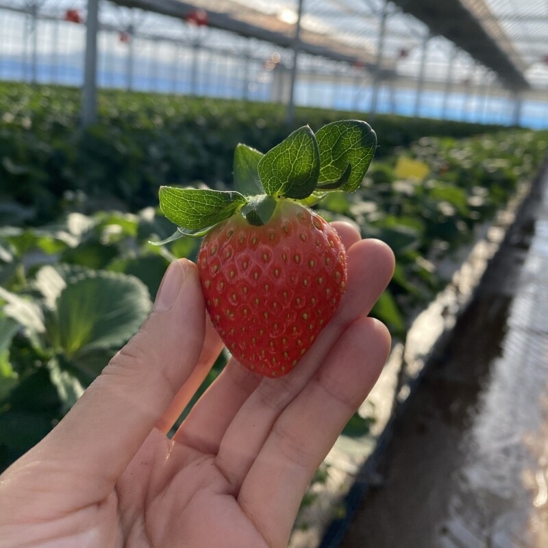 강릉팜,우주[예약판매/2월5일부터 순차배송]농장 직배송 강릉 우주딸기농장 고당도 설향딸기 800g이상x2box(30-35구 랜덤발송) GAP 인증 당일수확 딸기선물세트