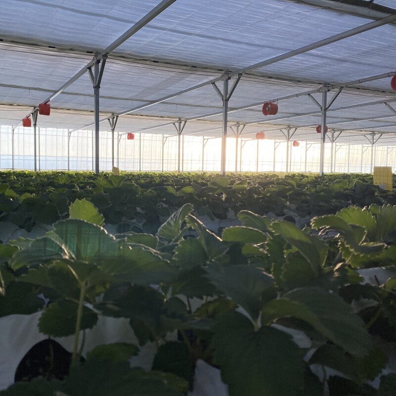 강릉팜,우주[예약판매/2월5일부터 순차배송]농장 직배송 강릉 우주딸기농장 고당도 설향딸기 800g이상x2box(30-35구 랜덤발송) GAP 인증 당일수확 딸기선물세트