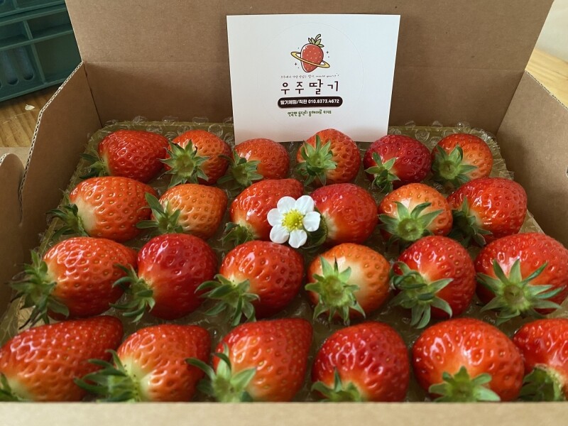 강릉팜,우주[예약판매/2월5일부터 순차배송]농장 직배송 강릉 우주딸기농장 고당도 설향딸기 800g이상x2box(30-35구 랜덤발송) GAP 인증 당일수확 딸기선물세트