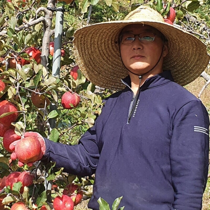 강릉팜,강원도 선물용 부사 5kg 19과 아삭하고  맛있는 고랭지 꿀부사 산지직송 고당도사과(갯수선택)