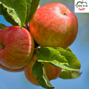 강원도 선물용 부사 5kg 19과 아삭하고  맛있는 고랭지 꿀부사 산지직송 고당도사과(갯수선택)