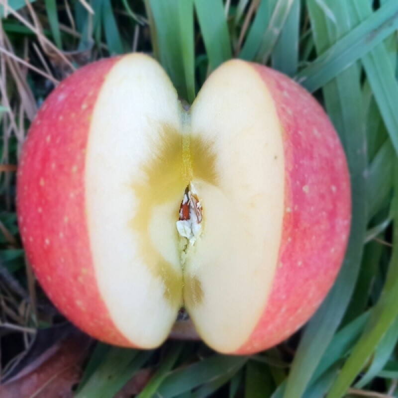 강릉팜,강원도 선물용 부사 5kg 19과 아삭하고  맛있는 고랭지 꿀부사 산지직송 고당도사과(갯수선택)