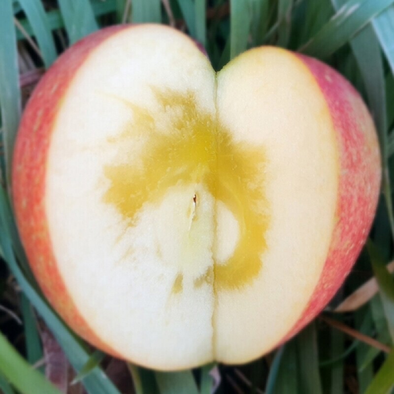 강릉팜,강원도 선물용 부사 5kg 19과 아삭하고  맛있는 고랭지 꿀부사 산지직송 고당도사과(갯수선택)