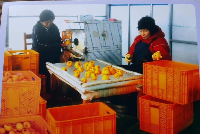 강릉팜,[강릉곶감우리들농원]건시 실속형1호(1.8/36~42개)