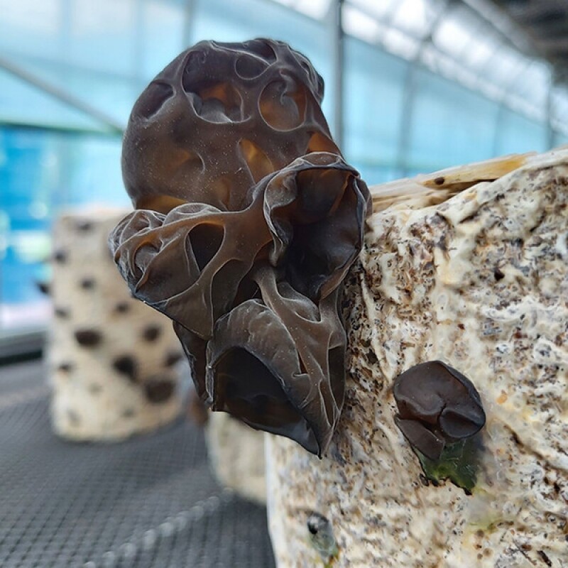 강릉팜,[부연자연애농원]식감좋은 목이버섯 국산 무농약 친환경 건목이버섯 300g 생목이버섯 3Kg