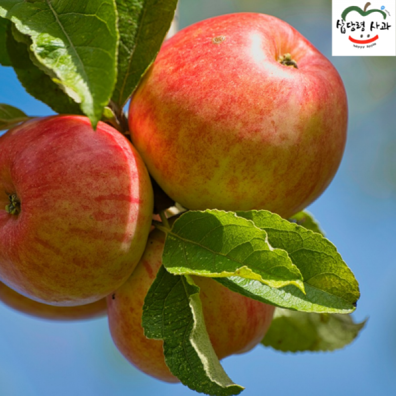 강릉팜,삽당령사과 홍로 달콤 아삭 고랭지 꿀사과 5kg 17과